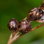 Juncus gerardi Frukt