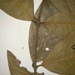 Lacmellea aculeata Leaf