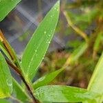 Fargesia nitida Hoja