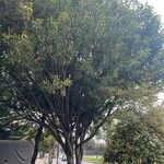 Ficus elastica পাতা