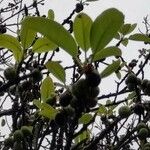 Ficus maxima Folla