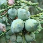 Juniperus deppeana Fruit