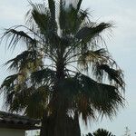 Washingtonia filifera Leaf