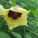 Hibiscus ovalifolius 花