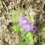 Phacelia bipinnatifida Flor