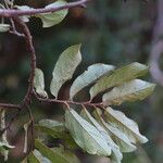 Diospyros mweroensis Leaf