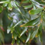 Alloxylon flammeum Leaf