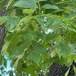 Fraxinus pennsylvanicaBlad