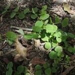 Drymaria cordata Leaf