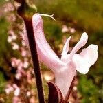 Morina persica Flower