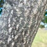 Dais cotinifolia Φλοιός