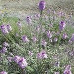 Cleome serrulata Hábito