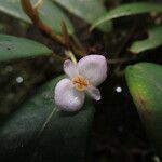 Begonia elaeagnifolia Blomma