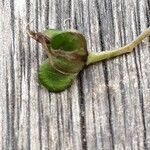 Chlorophytum comosum Fruit