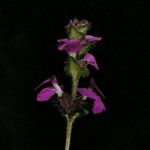 Pedicularis gracilis Yeri