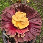 Amorphophallus paeoniifolius Virág