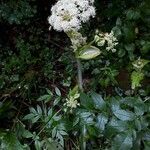 Angelica razulii Flower