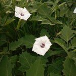 Datura discolor 葉