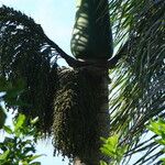 Roystonea borinquena Fruit