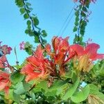 Bauhinia galpinii Цвят
