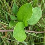 Smilax herbacea ഇല