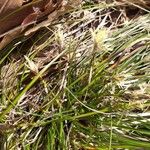 Carex humilis Lorea