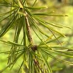 Larix occidentalis 葉