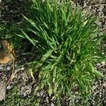 Poa annua その他の提案