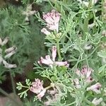 Fumaria parviflora Λουλούδι