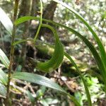 Dendrobium steatoglossum Vivejo