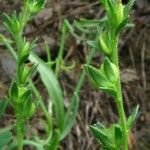 Veronica dillenii Habitus