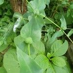 Euphorbia lathyris 葉