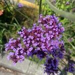 Verbena bonariensisFlower