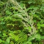 Calamagrostis arundinacea Flor