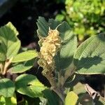 Fothergilla gardenii Froito