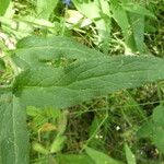 Knautia dipsacifolia Blad