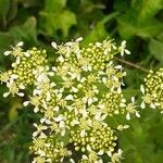 Lepidium drabaBlomst