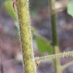 Lespedeza hirta Bark