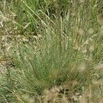 Deschampsia cespitosa Liść