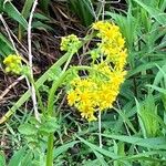 Senecio ampullaceus Flower