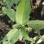 Caperonia palustris पत्ता