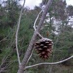 Pinus halepensis Fruto