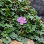 Erodium reichardiiКветка