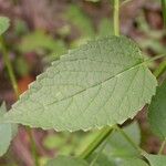 Agastache nepetoides Лист