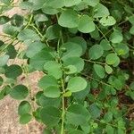 Capparis spinosa Leaf