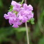 Lantana montevidensisKvet