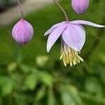 Thalictrum delavayi Кветка