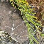 Campylanthus salsoloides Hoja