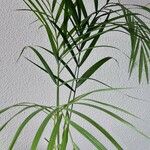 Chamaedorea seifrizii 整株植物