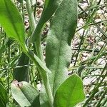 Cynoglossum creticum Leaf